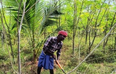 Moringa Cultivation