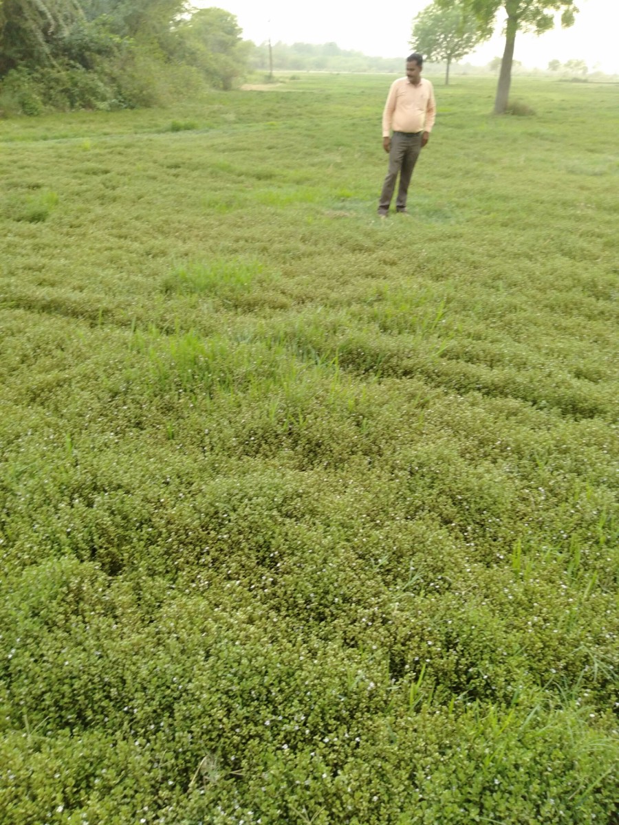 Bacopa Cultivation