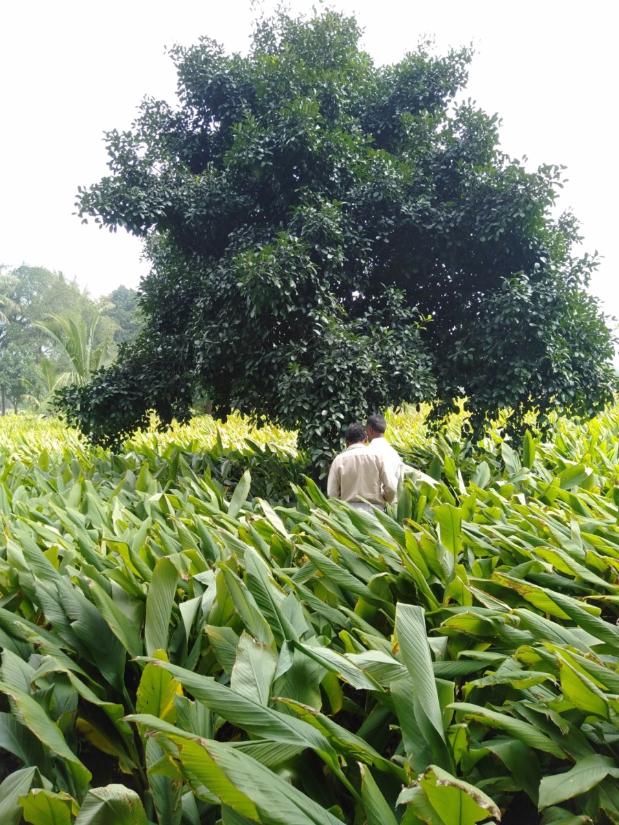 Ashwagandha Cultivation