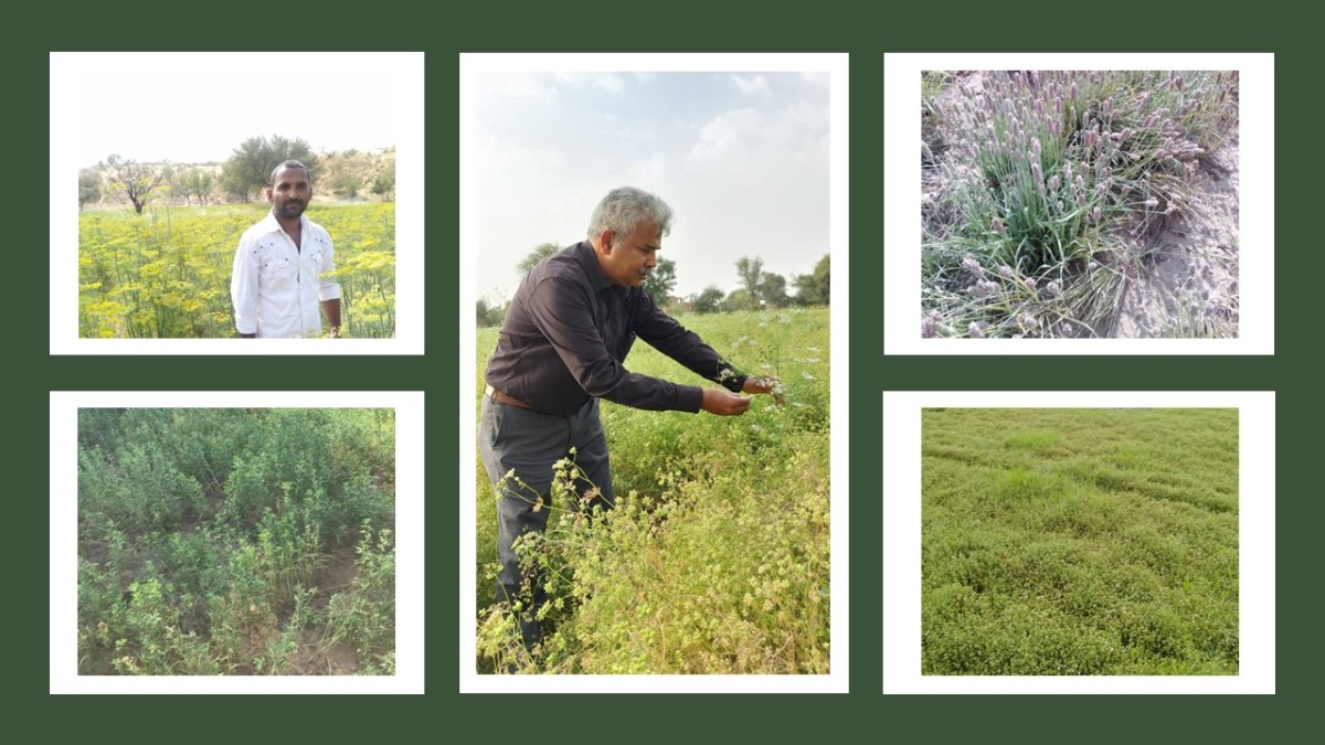 NaturaYuva Harvest 2023