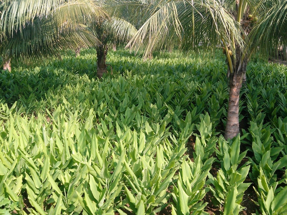 Turmeric with Coconut