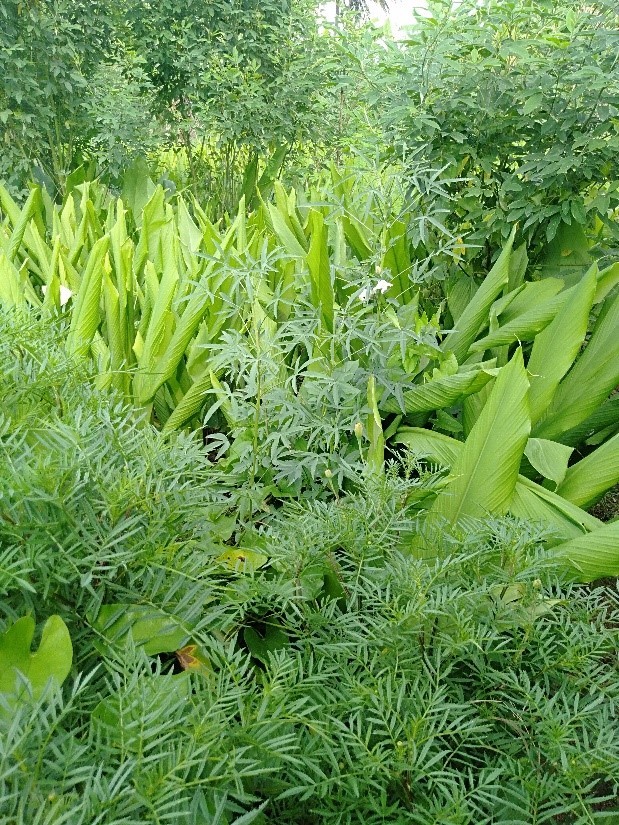 Turmeric with Marigold