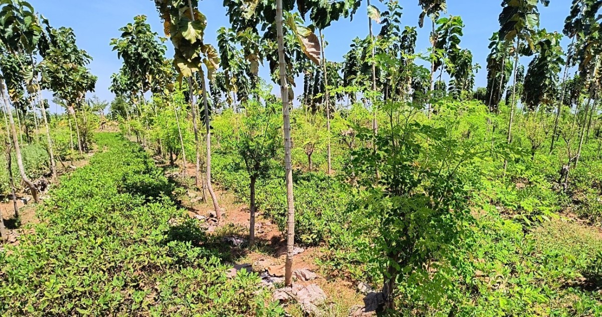 Moringa and Teak