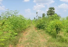 Moringa and Mango