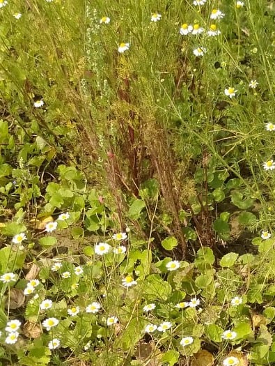 Gotu Kola and Chamomile